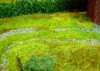 Windmill turn hedge teaser.jpg