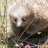 Echidna